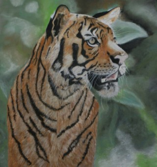 A Pastel painting by Beth Gibbeson in the Realist style  depicting Animals with main colour being Black Green and Orange and titled In the Wild (Tiger)