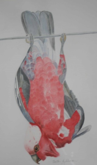 A Watercolour painting by Beth Gibbeson in the Realist style  depicting Animals Birds with main colour being Grey and Pink and titled Hanging Around (Galah)