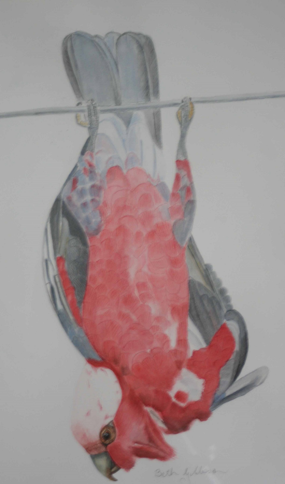 Pastel Painting by Beth Gibbeson titled Hanging Around (Galah)