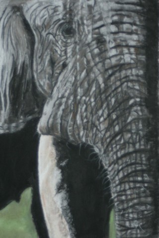 A Pastel painting by Beth Gibbeson in the Realist style  depicting Animals with main colour being Grey and titled Trunk Call (elephant)