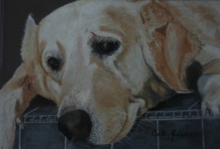 A Pastel painting by Beth Gibbeson in the Realist style  depicting Animals with main colour being Cream Grey and Ochre and titled Waiting!