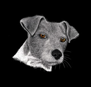 An Ink drawing by Kay Brabham in the Illustrative style  depicting Animals and Dogs with main colour being Black and Grey and titled Billy