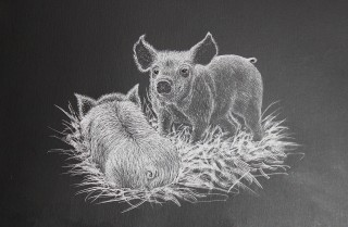 An Ink painting by Kay Brabham in the Illustrative style  depicting Animals with main colour being Black and White and titled Perky Pig