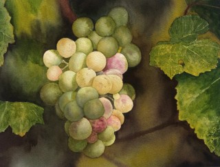 A Watercolour artwork by Brian Garner in the Realist style  depicting Fruit with main colour being Green and Olive and titled Some Whites