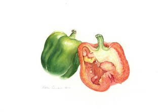 A Watercolour painting by Nola Sindel in the Realist style  depicting Fruit Food with main colour being Green Red and White and titled Capsicums