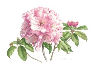 A Watercolour painting by Nola Sindel in the Realist style  depicting Flowers with main colour being Pink and White and titled Rhododendrons