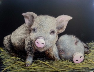 A  painting by Jan Lowe in the Realist style  depicting Animals with main colour being Black Brown and Cream and titled Nancy and her sleepy friend