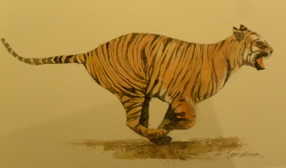 Watercolour Painting by Jeff Gilmour titled Tiger