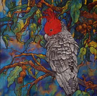 A Pastel artwork by Helen Miles in the Realist Impressionist style  depicting Animals Birds Bush and Rural with main colour being Blue Green and Red and titled Gang Gang Cockatoo