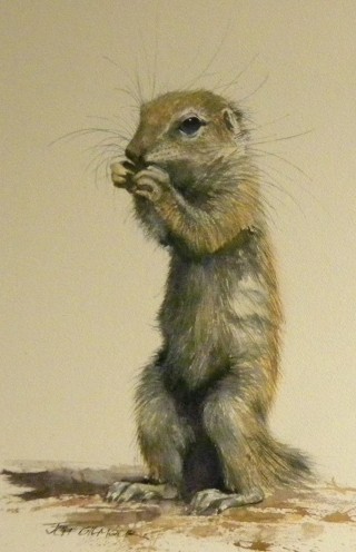 A Watercolour painting by Jeff Gilmour in the Realist style  depicting Animals with main colour being Black Grey and Ochre and titled South African Ground Squirrel