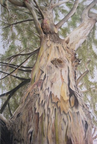 A Coloured Pencils painting by Michelle Ripari in the Realist style  depicting Landscape Bush and Trees with main colour being Cream Grey and Ochre and titled Halls Gap Sentry