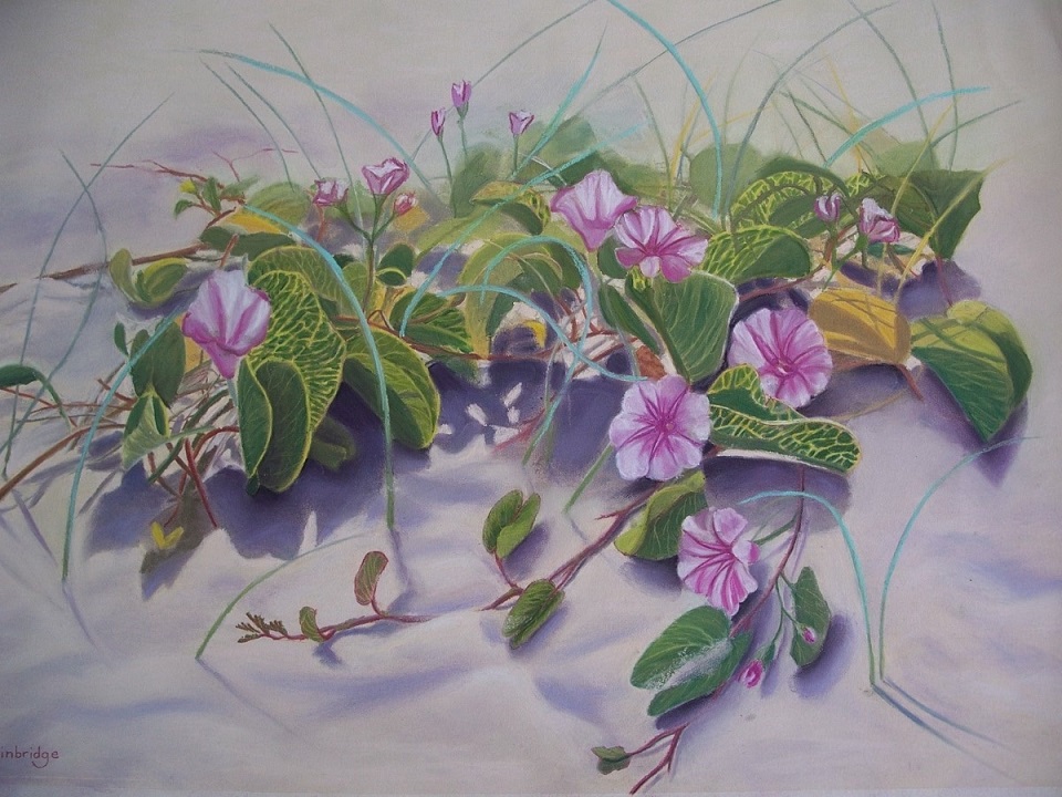 Oil Painting by Maureen Bainbridge titled Beach Morning Glory