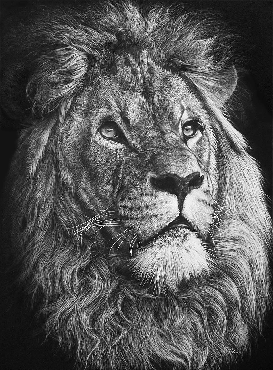 Scratchboard Painting by Rikki Fisher titled His Majesty
