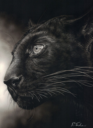 A Scratchboard painting by Rikki Fisher in the Realist style  depicting Animals and Cats with main colour being Black and titled Dark Intent