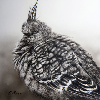 A Scratchboard painting by Rikki Fisher in the Realist style  depicting Animals Birds with main colour being Black Grey and White and titled Fluffed up and Cosy