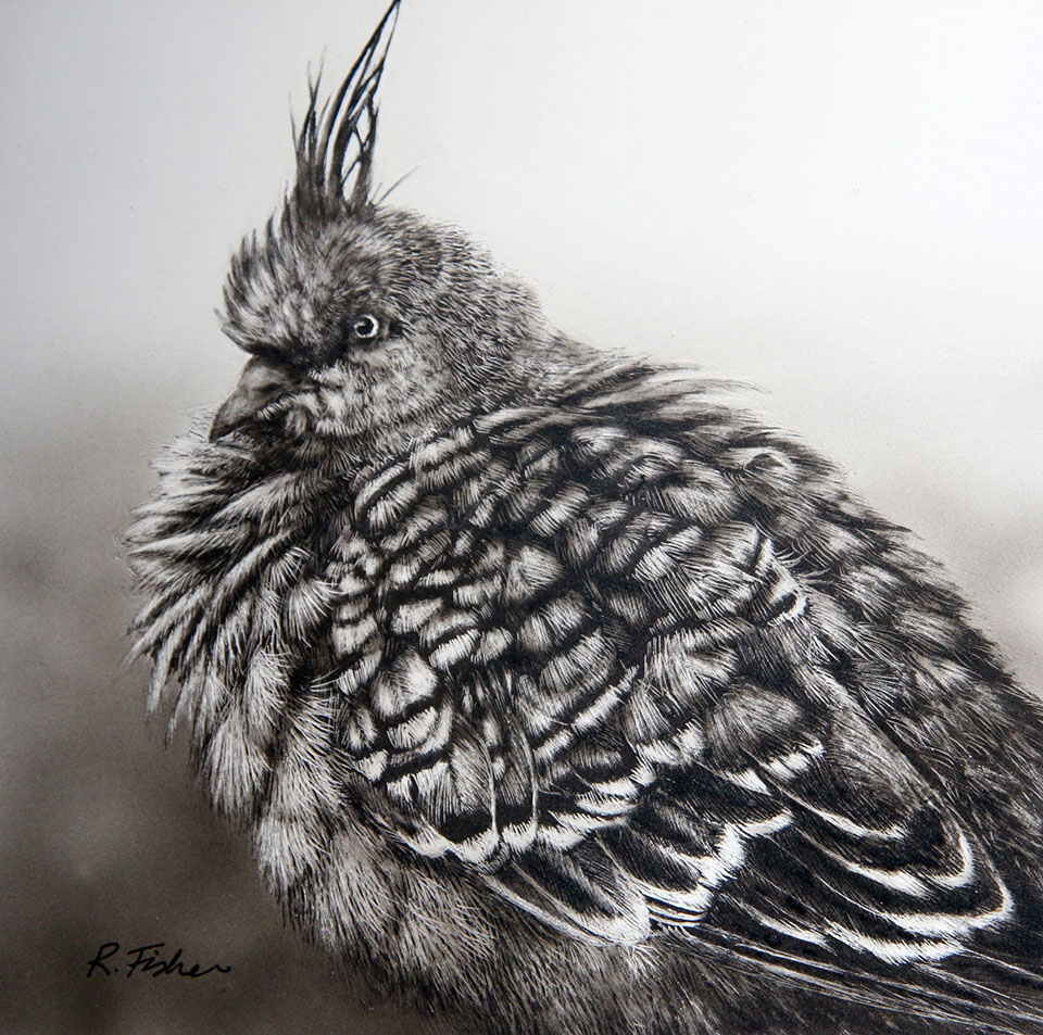 Scratchboard Painting by Rikki Fisher titled Fluffed up and Cosy