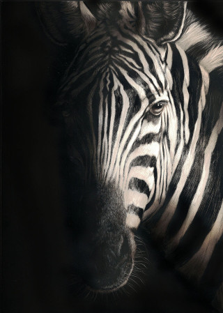 A Scratchboard painting by Rikki Fisher in the Realist style  depicting Animals and Horses with main colour being Black Grey and White and titled In the Spotlight 2