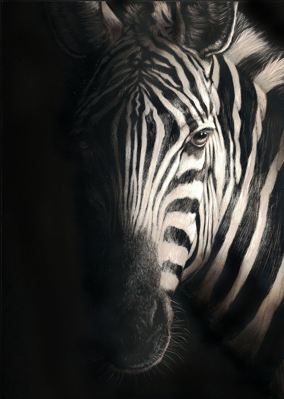 Scratchboard Painting by Rikki Fisher titled In the Spotlight 2