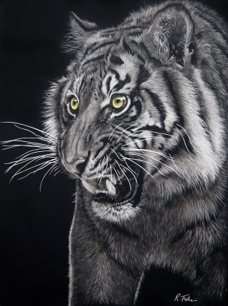 A Scratchboard painting by Rikki Fisher in the Realist style  depicting Animals and Cats with main colour being Black Grey and White and titled Menacing
