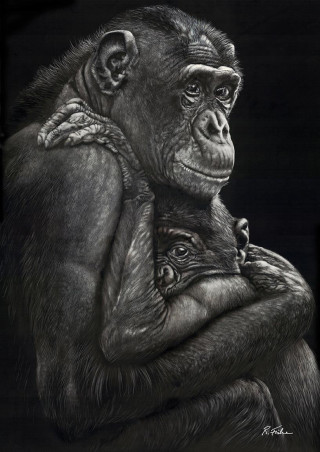 A Scratchboard painting by Rikki Fisher in the Realist style  depicting Animals and Cats with main colour being Black Grey and White and titled My Protector - Bonobo Chimpanzee