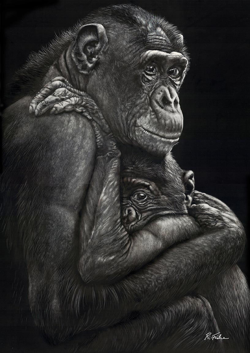 Scratchboard Painting by Rikki Fisher titled My Protector - Bonobo Chimpanzee