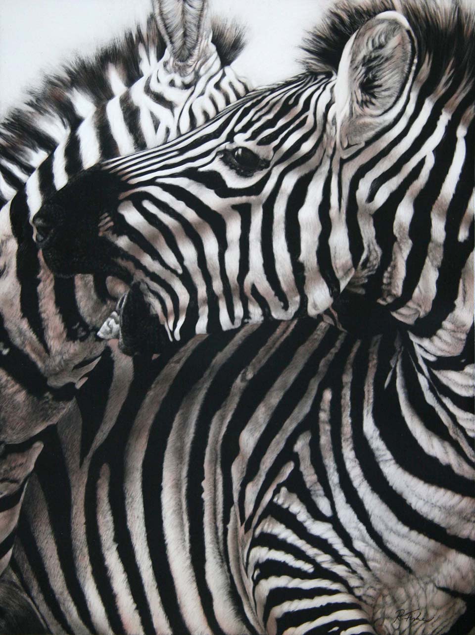 Scratchboard Painting by Rikki Fisher titled The Fight