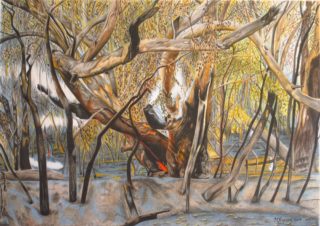 A Coloured Pencils painting by Michelle Ripari in the Realist style  depicting Landscape Bush and Trees with main colour being Black Brown and Green and titled Death of a Gum Tree