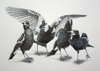 A Coloured Pencils painting by Janet Matthews in the Realist style  depicting Animals Birds with main colour being Black Grey and White and titled Magpies Quartet