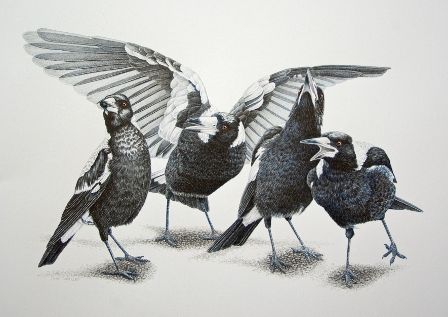 Coloured Pencils Painting by Janet Matthews titled Magpies Quartet