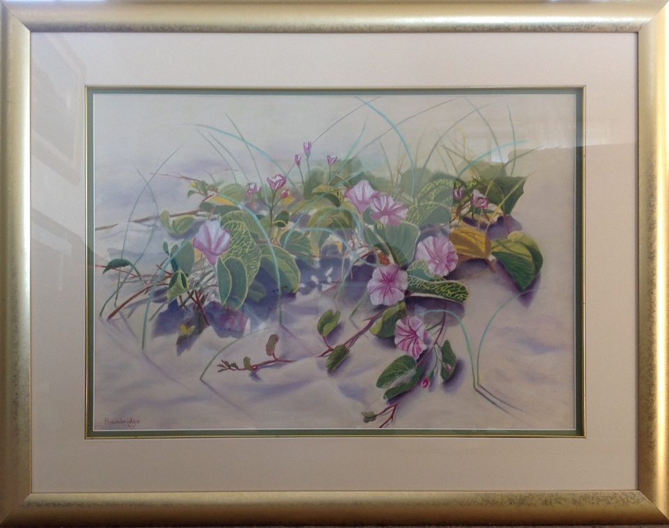 Pastel Painting by Maureen Bainbridge titled Beach Morning Glory