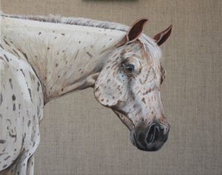 An Acrylic painting by Angela Parr in the Realist style  depicting Animals and Horses with main colour being Brown Cream and White and titled Apache
