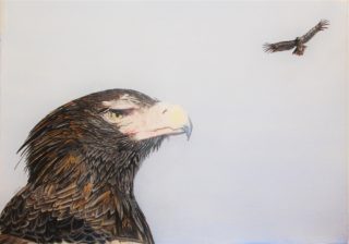 A Coloured Pencils painting by Angela Parr in the Realist style  depicting Animals Birds with main colour being Blue and Brown and titled Aquila Audax