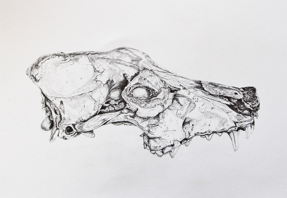 Pencil Painting by Angela Parr titled Dingo Demise