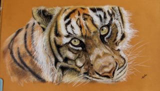 A Pastel painting by Angela Parr in the Realist style  depicting Animals with main colour being Black Brown and Cream and titled Eyes of the Tiger