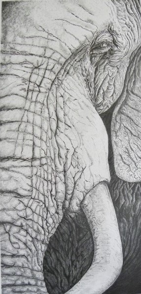 A Pencil painting by Angela Parr in the Realist style  depicting Animals with main colour being Black Grey and White and titled I am Elephant!