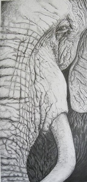 Pencil Painting by Angela Parr titled I am Elephant!