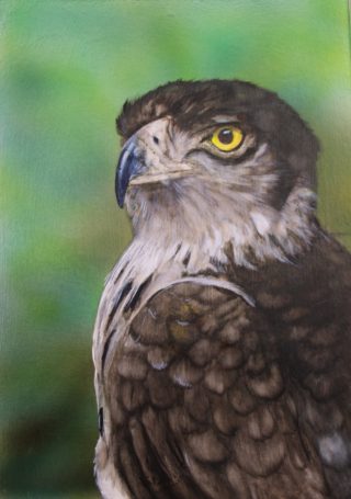 A Watercolour painting by Angela Parr in the Realist style  depicting Animals and Birds with main colour being Brown Cream and Green and titled In My Sight (African Snake Eagle)