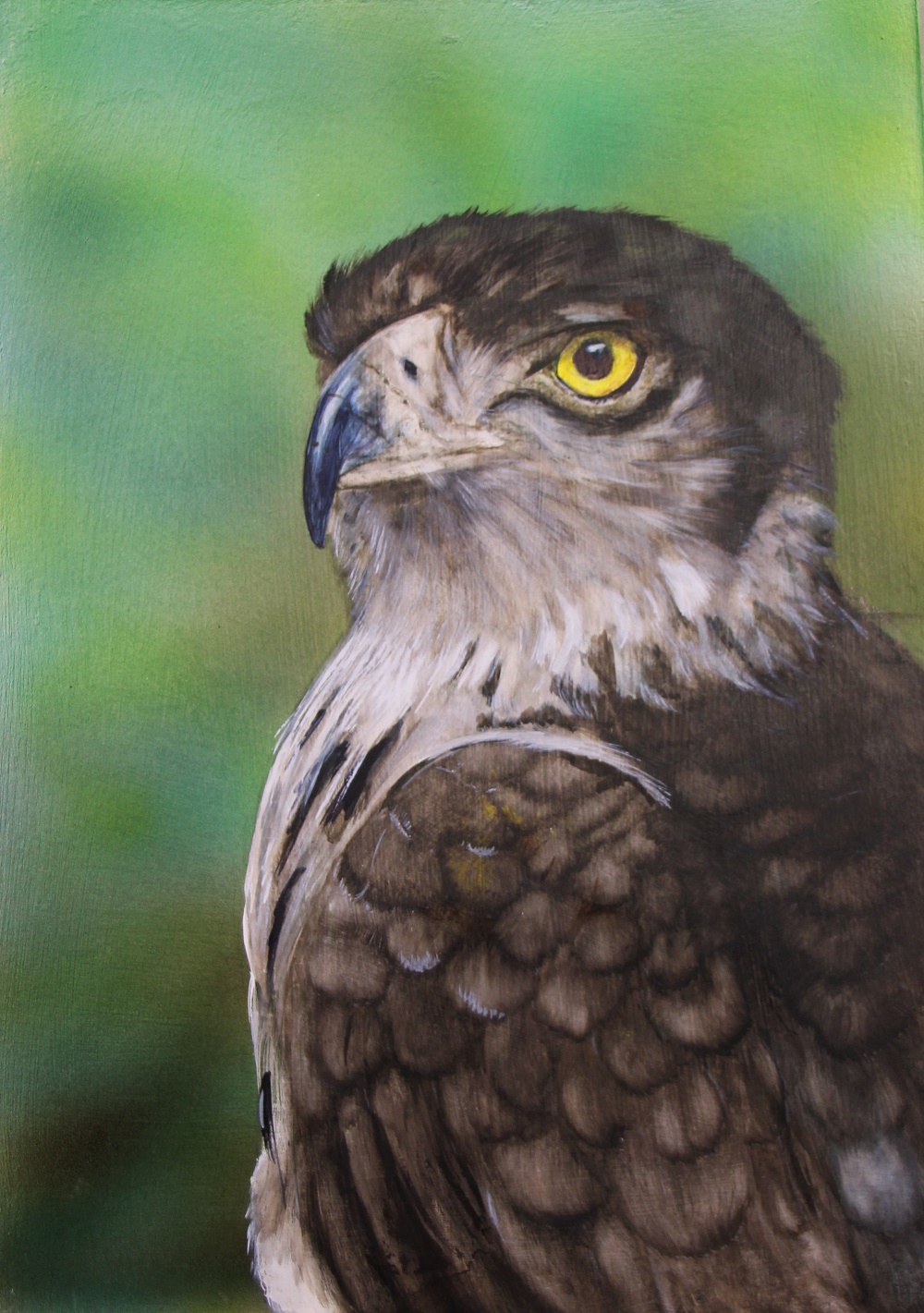 Pastel Painting by Angela Parr titled In My Sight (African Snake Eagle)