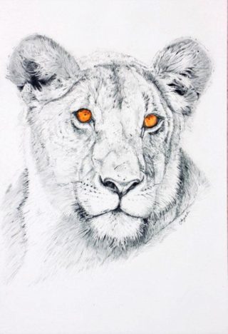 A Pencil painting by Angela Parr in the Realist style  depicting Animals with main colour being Black Grey and White and titled Lioness