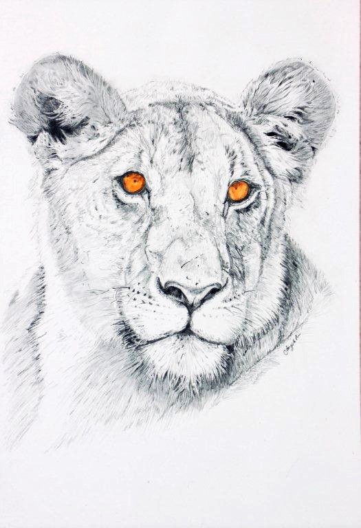 Pastel Painting by Angela Parr titled Lioness