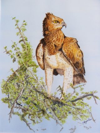 A Watercolour painting by Angela Parr in the Realist style  depicting Animals Birds and Trees with main colour being Blue Brown and Green and titled Martial Eagle