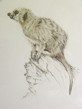 A Pencil painting by Angela Parr in the Realist style  depicting Animals with main colour being Brown Grey and White and titled Meerkat