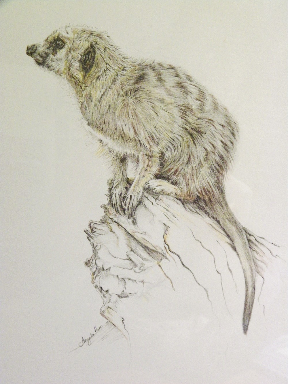 Pencil Painting by Angela Parr titled Meerkat