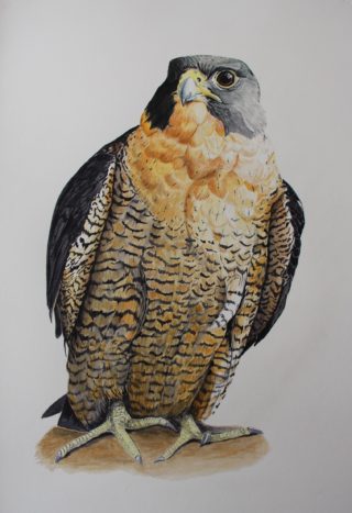 A Watercolour painting by Angela Parr in the Realist style  depicting Animals and Birds with main colour being Black Brown and Cream and titled Peregrine Falcon