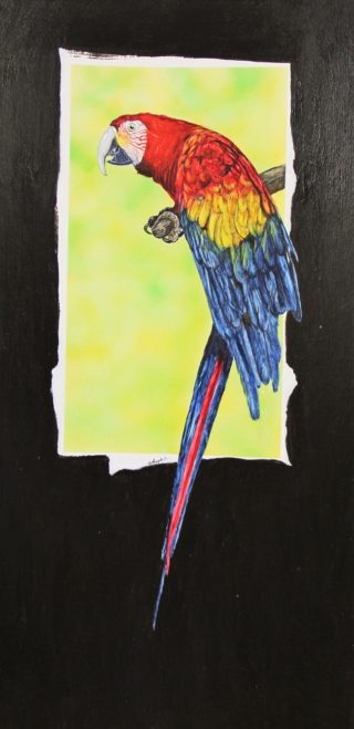 A Watercolour painting by Angela Parr in the Realist style  depicting Animals and Birds with main colour being Black Blue and Green and titled Polly Want a Cracker?