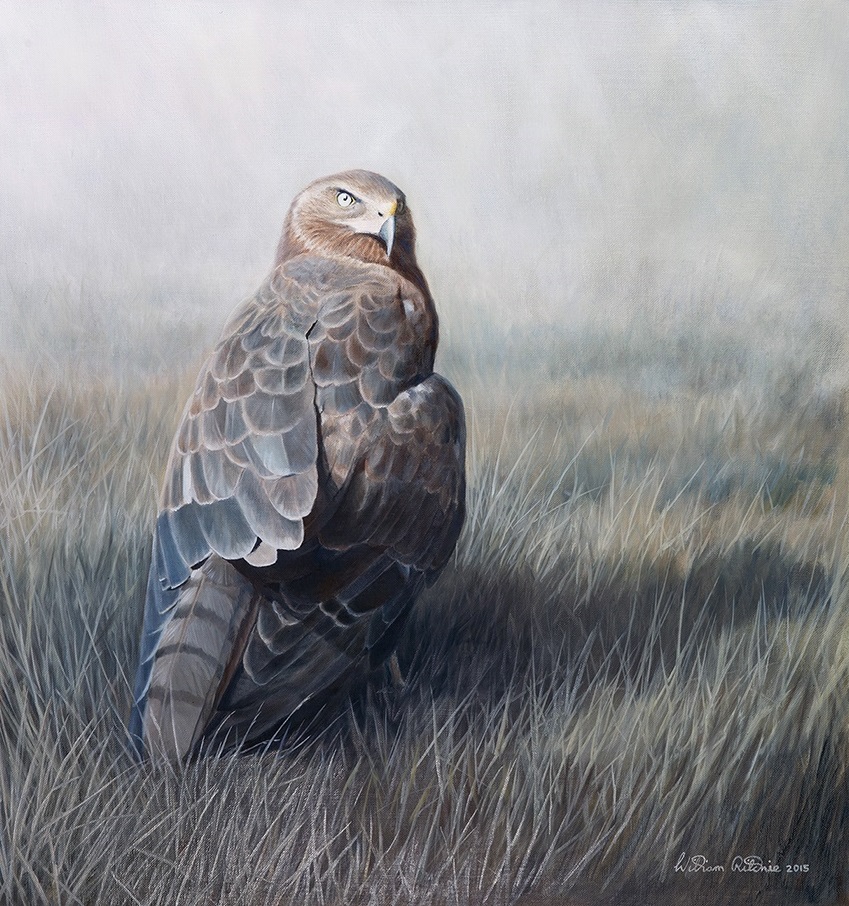  Painting by William Ritchie titled Australasian Harrier