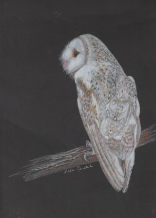 A Watercolour painting by Nola Sindel in the Realist style  depicting Animals Birds with main colour being Grey and titled Barn Owl