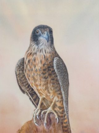 A Watercolour painting by Nola Sindel in the Realist style  depicting Animals Birds with main colour being Blue Cream and Grey and titled Australian Hobby