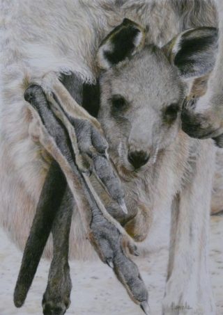 A Coloured Pencils painting by Sandra Temple in the Realist style  depicting Animals with main colour being Grey and titled Legs Eleven