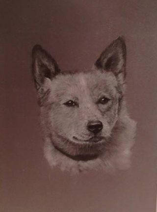 A Pastel painting by Connie Wharton in the Realist style  depicting Animals Dogs with main colour being Brown and Grey and titled Portrait of a Dog